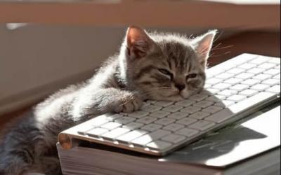 Meow - Comment bien communiquer pour mon entreprise ?